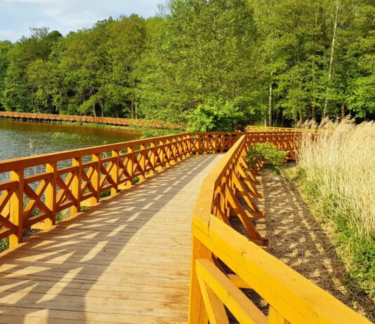 Arboretum w Rogowie – malowniczy pomnik przyrody w województwie