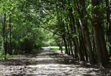 Тот, кто создавал парки в Лодзи: история Стефана Роговича