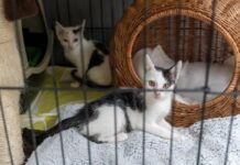 Приюты и другая помощь животным в Лодзи