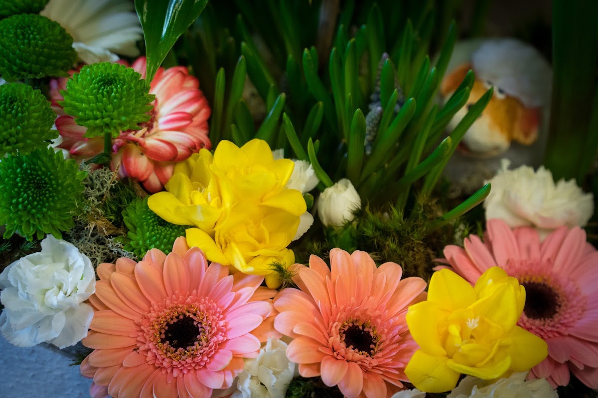 Ltd. Doris Dorota Zgierska — Florist